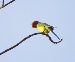 Psittacula cyanocephala