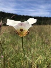 Calochortus vestae