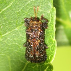 Octotoma marginicollis