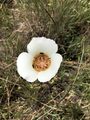 Calochortus vestae
