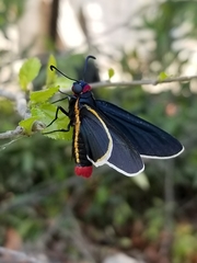 Mysoria affinis