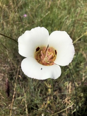 Calochortus vestae