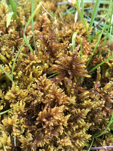 Palustriella commutata (Hedw.) Ochyra