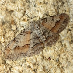 Stenoporpia macdunnoughi