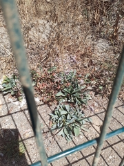 Limonium malacitanum