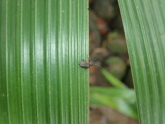 Lystronychus scapularis