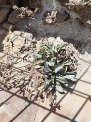 author not stated, no rights reserved Limonium malacitanum, photograph author not stated, no rights reserved
