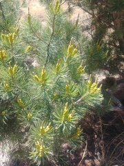 Pinus cembroides bicolor