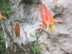Aquilegia desertorum