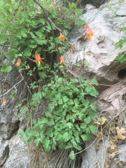 Aquilegia desertorum