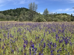Delphinium uliginosum