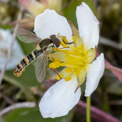 Sphaerophoria philanthus