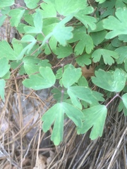 Aquilegia desertorum