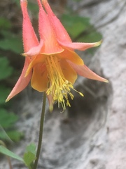Aquilegia desertorum