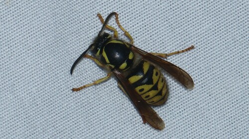 Avispa Amarilla Aérea Común