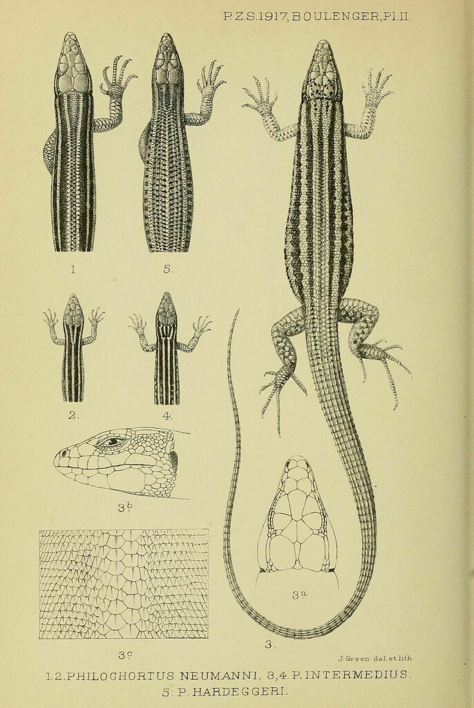 Hardegger's Orangetail Lizard