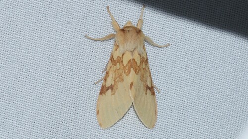 Polilla de penacho moteada