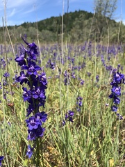 Delphinium uliginosum