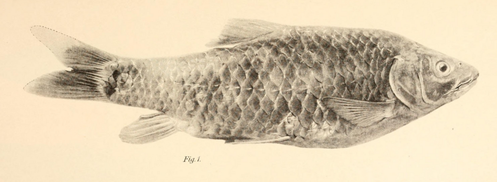 Labeobarbus mirabilis
