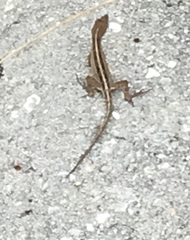 Anolis sagrei