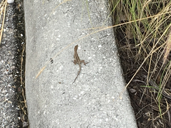 Anolis sagrei