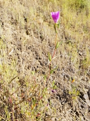 Clarkia purpurea viminea