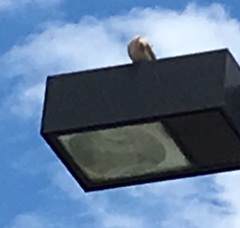 Streptopelia decaocto