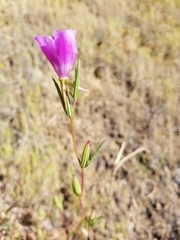 Clarkia purpurea viminea