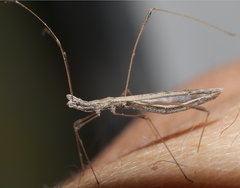 Neides tipularius