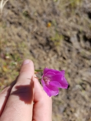Clarkia purpurea viminea