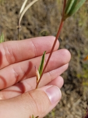 Clarkia purpurea viminea