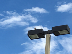 Streptopelia decaocto