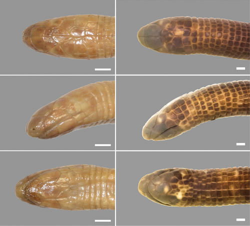 Slater's Worm Lizard