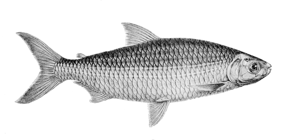 Alestes liebrechtsii
