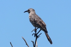 Mimus macdonaldi