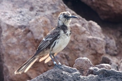 Floreana Mockingbird photo 4