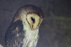 Tyto alba punctatissima