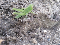 Cyrtacanthacridini