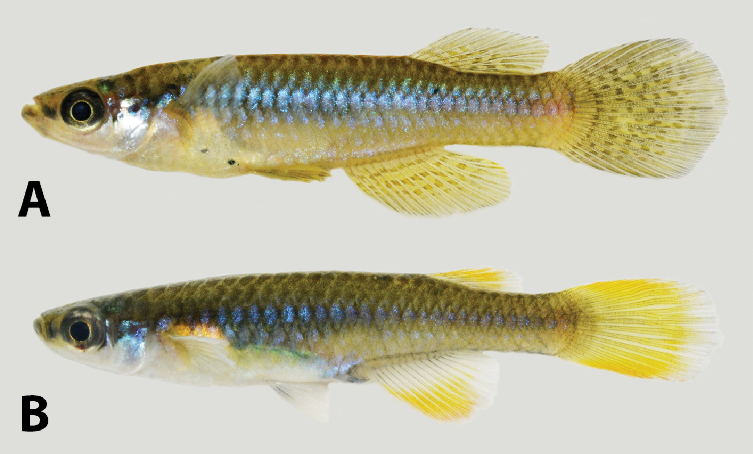 Micropanchax myaposae
