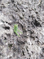 Cyrtacanthacridini