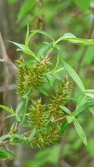 Salix petiolaris