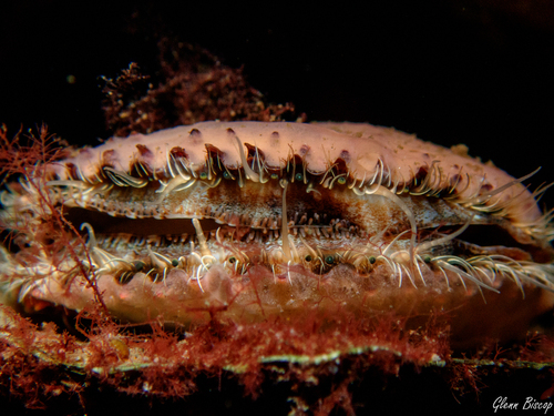 Variegated Scallop