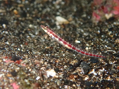 Yellow-Mouth Pikeblenny photo 4
