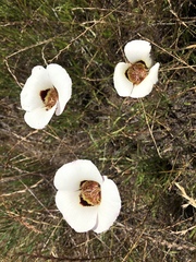 Calochortus vestae