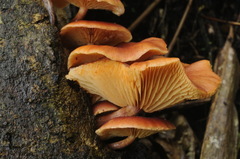 Gymnopilus aeruginosus