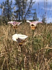 Calochortus vestae