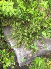 Conradina verticillata