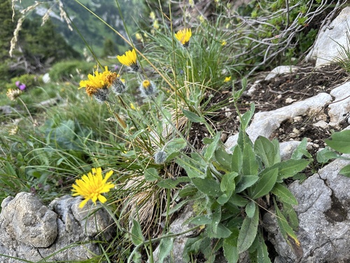 Hieracium valdepilosum