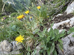 Hieracium valdepilosum