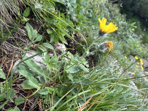 Hieracium valdepilosum, photograph 1